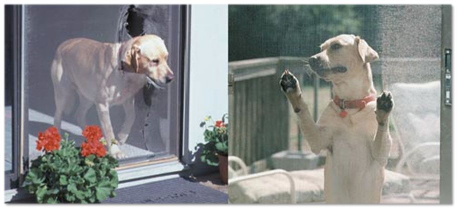 Pet proof screen door best sale